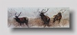 3 stags   watercolour   90 x 25cm